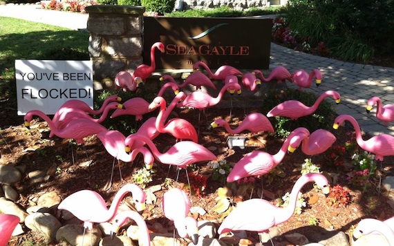 sea gayle flocked1