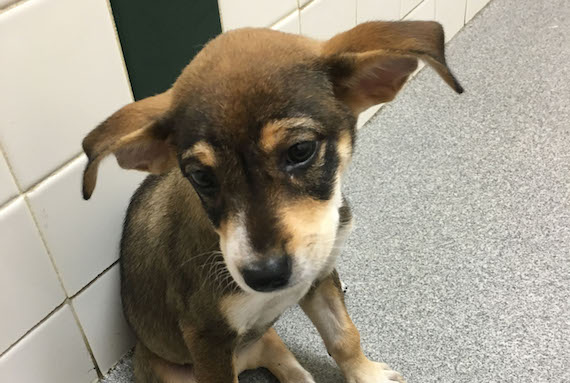 A puppy that was adopted from the Nashville Humane Association by Sony/ATV staffers.