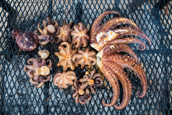 Grilling at the Martins Bar-B-Que and Friends. Photo: Charles Reagan Hackleman